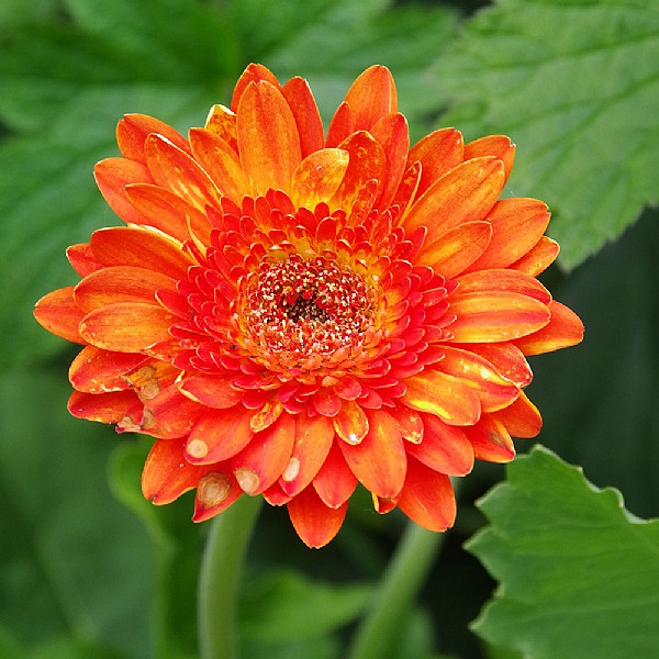 Gerbera 'Volcanoes'