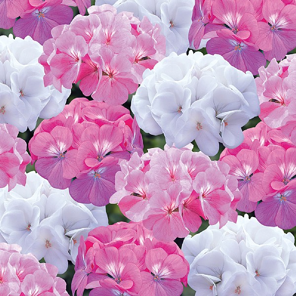 Geranium 'Candyfloss Mix' 6 pack