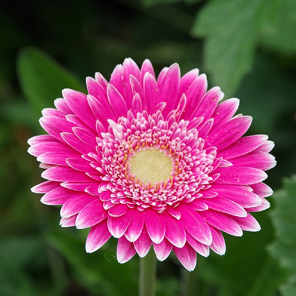 Gerbera 'Capitol Reef'
