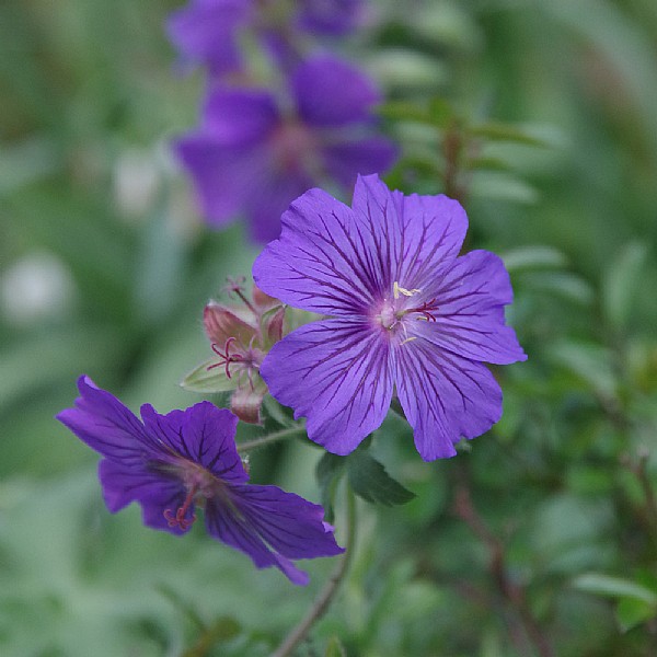 Geranium 'Sabani Blue'