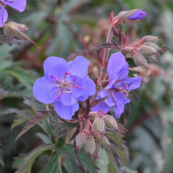 Geranium pratense 'Storm Cloud'