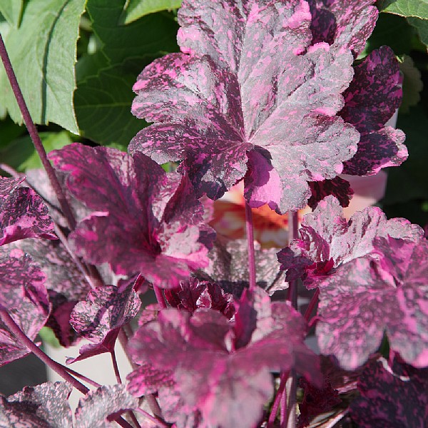 Heuchera 'Midnight Rose'