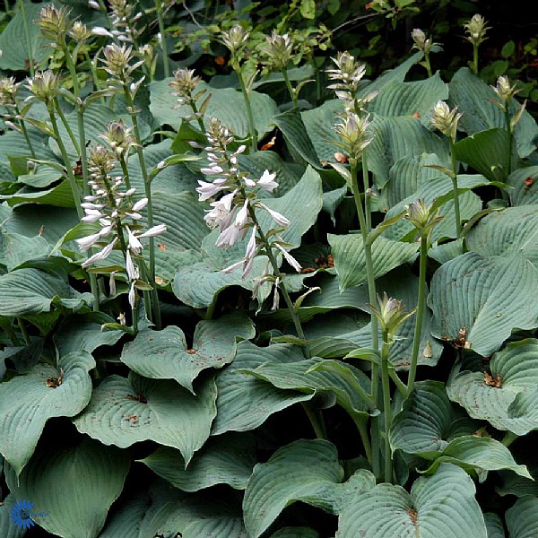 Hosta sieboldiana 'Blue Angel'