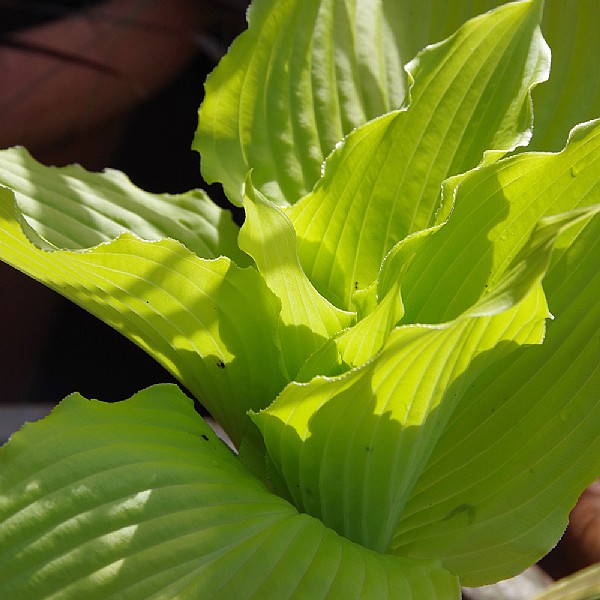 Hosta 'Dancing Queen'
