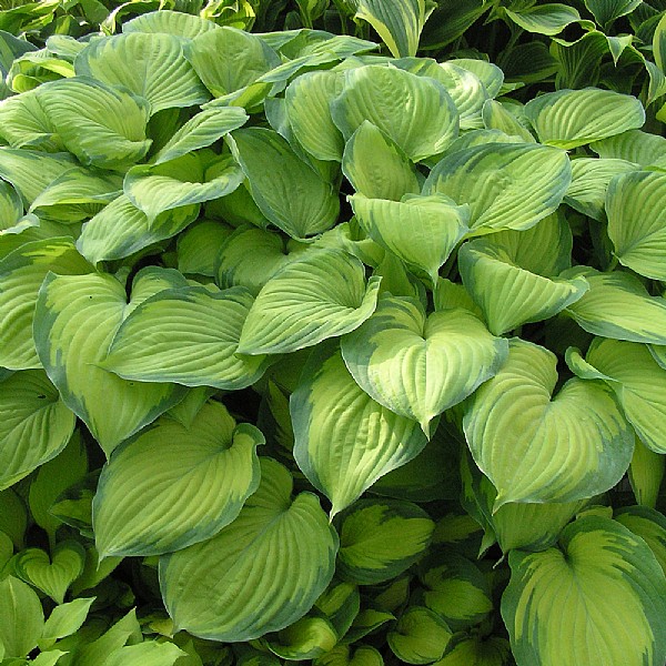 Hosta 'Guacamole'