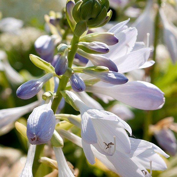 Hosta 'Royal Standard'