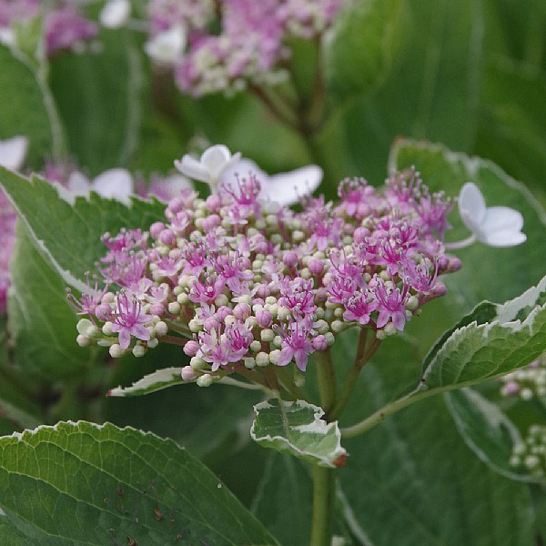 Hydrangea macrophylla 'Light O Day' | Shrubs | Webbs Garden Centres