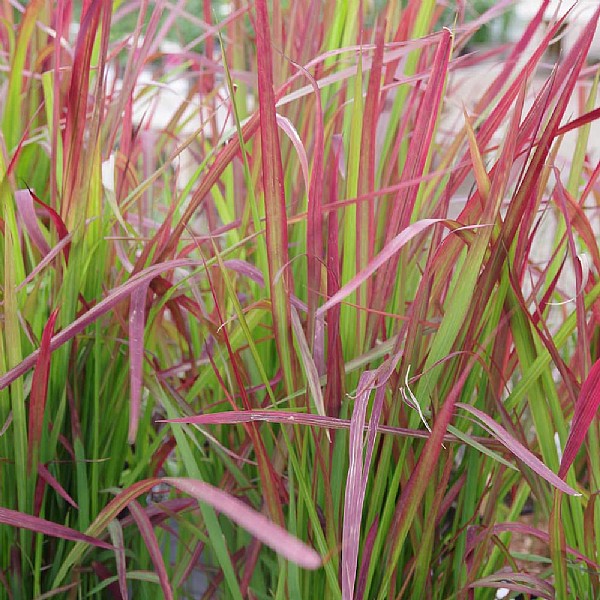 Imperata cylindrica 'Red Baron'