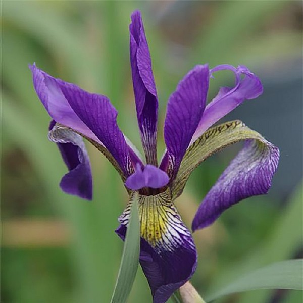 Iris x robusta 'Dark Aura'