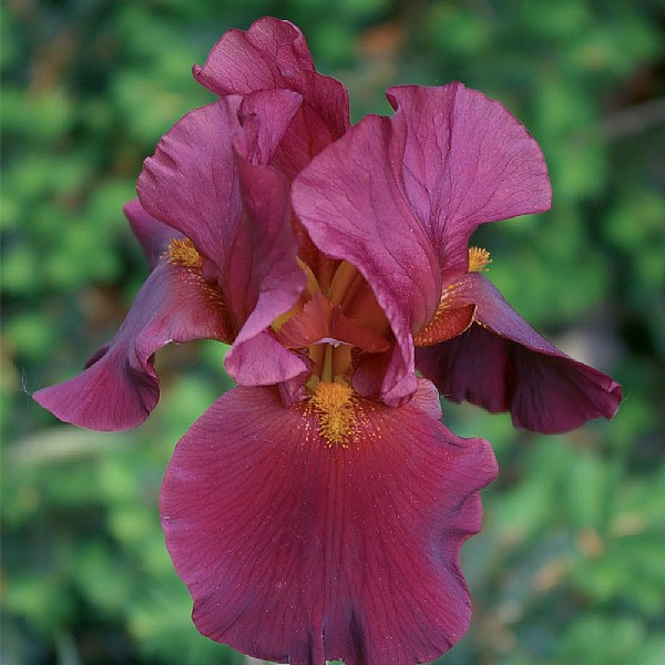 Iris 'War Chief'