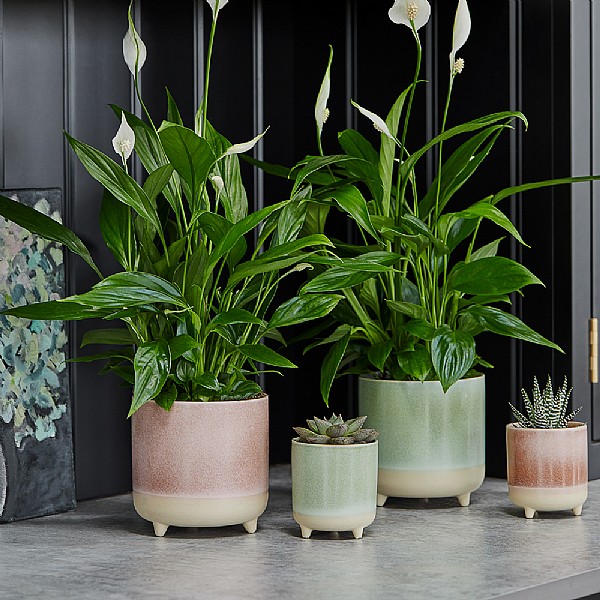 Ivyline Jolie Matte Reactive 3 Leg Cacti Pot Cover Mint (Various Sizes)