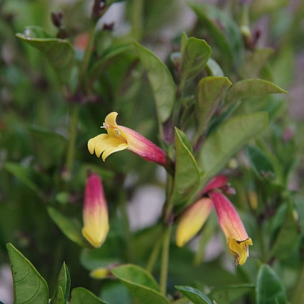 Jacobinia pauciflora 'Firefly'