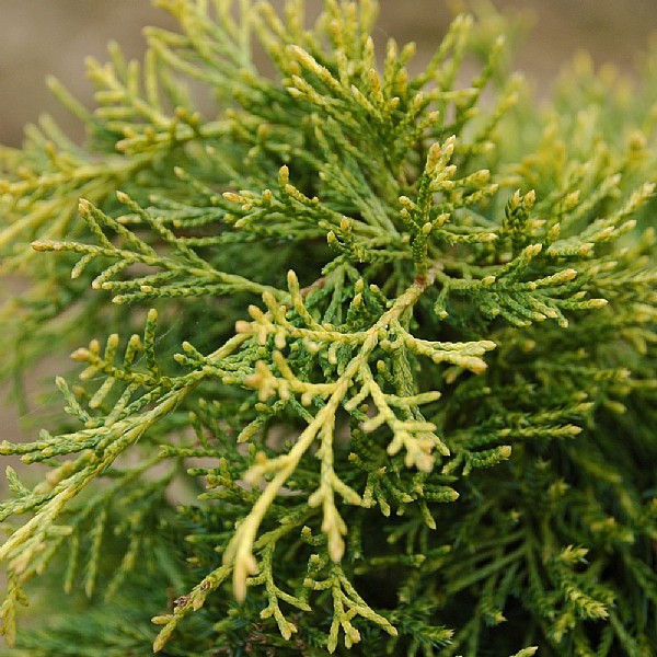 Juniperus x media 'Old Gold'