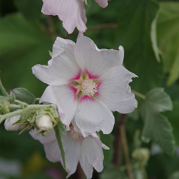 Lavatera 'Barnsley Silver'