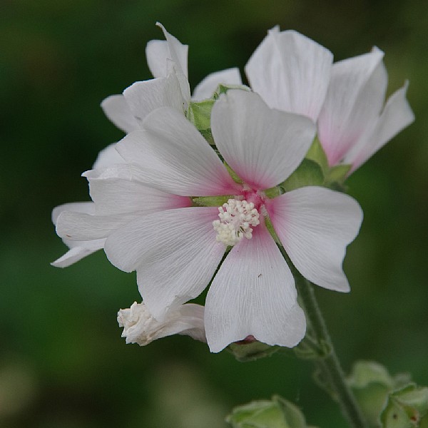 Lavatera 'Frederique'