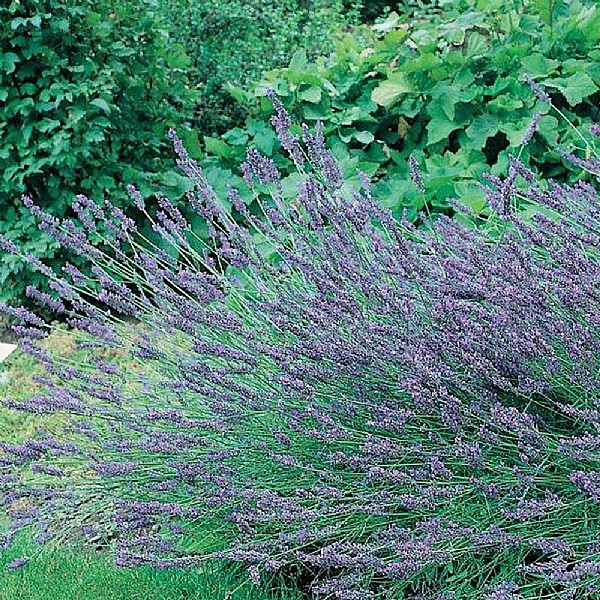 Lavandula x intermedia 'Grosso'