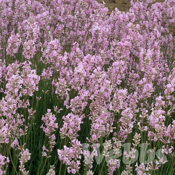 Lavandula angustifolia'Loddon Pink'