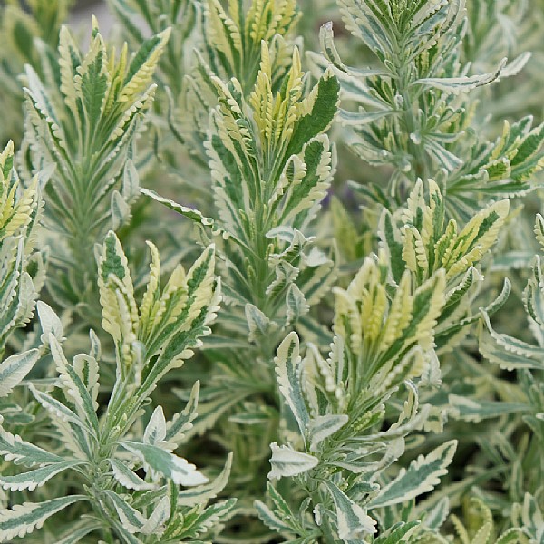 Lavandula x allardii 'Meerlo'