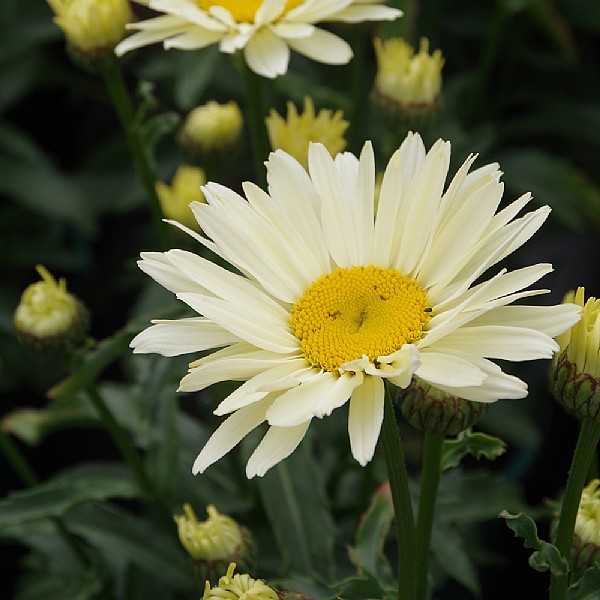 Leucanthemum x superbum 'Banana Cream'