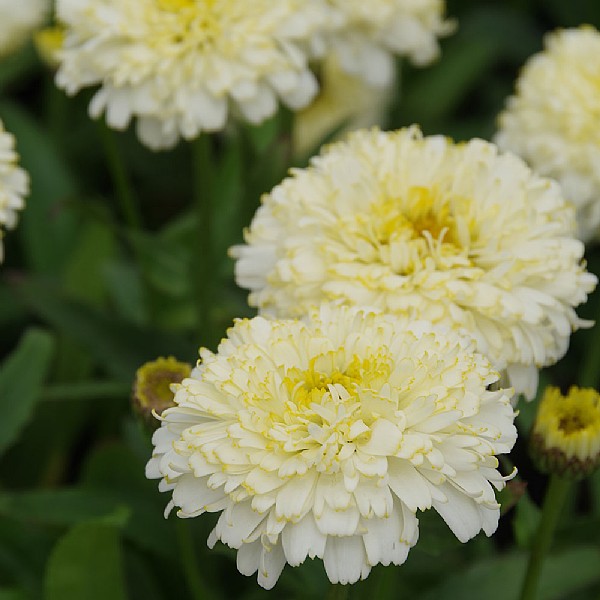Leucanthemum 'Luna'
