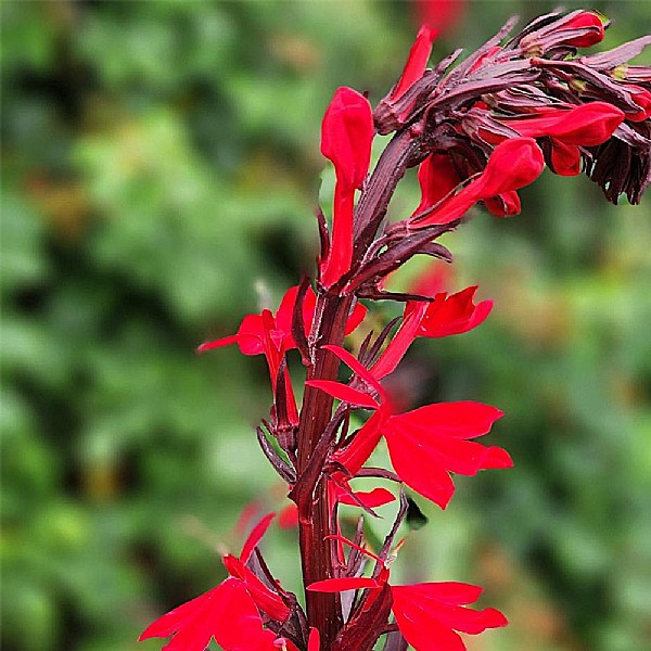 Lobelia 'Russian Princess'