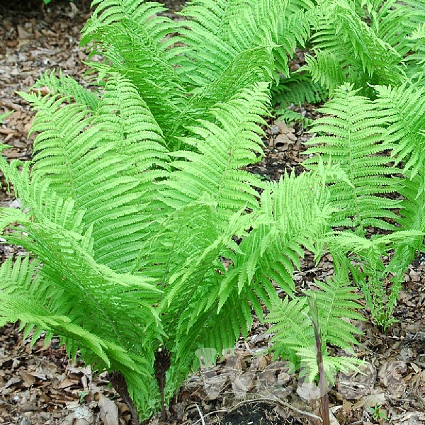 Matteuccia struthiopteris
