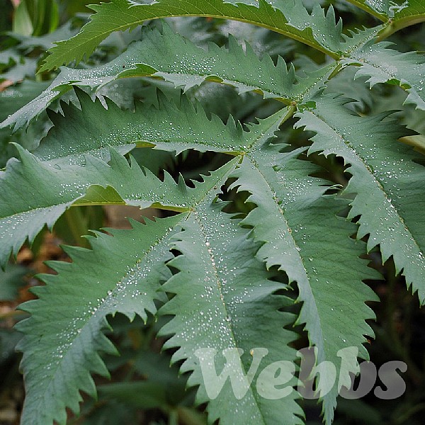 Melianthus major