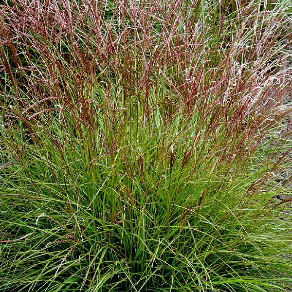 Miscanthus sinesis 'Cute One'