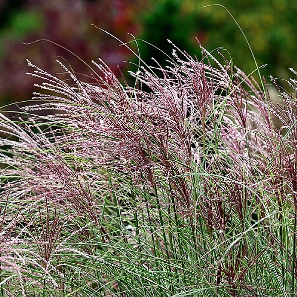 Miscanthus sinensis 'Red Chief'
