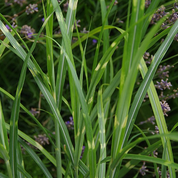 Miscanthus sinensis 'Zebrinus'