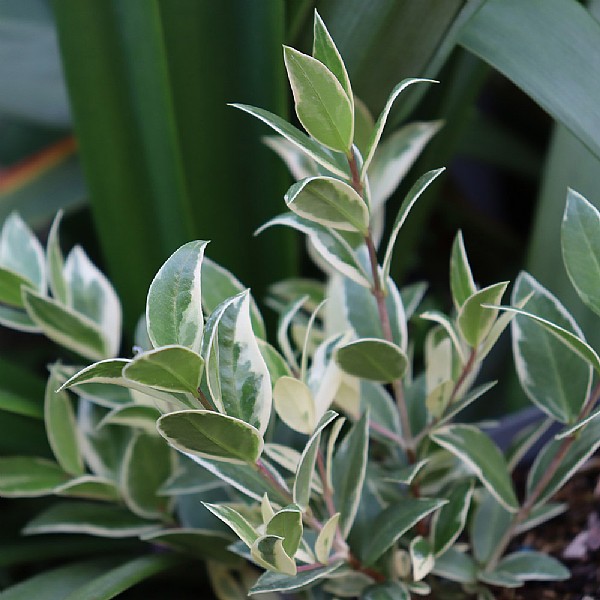 Myrtus communis 'Variegata'