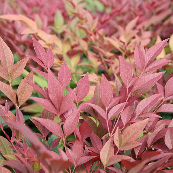 Nandina domestica 'Obsessed'