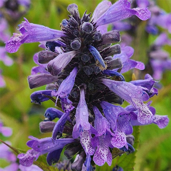 Nepeta 'Magical Mr Blue Sky'