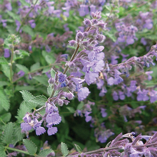 Nepeta 'Six Hills Giant'