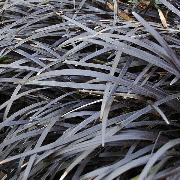 Ophiopogon planiscapus 'Nigrescens'