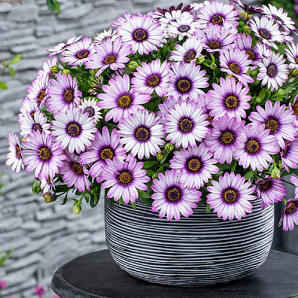 Osteospermum 'Purple Reflection'