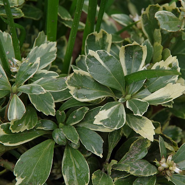 Pachysandra terminalis 'Variegata'