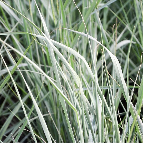 Panicum virgatum 'Prairie Sky'