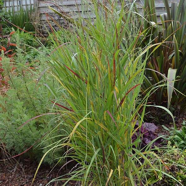 Panicum virgatum 'Sangria'