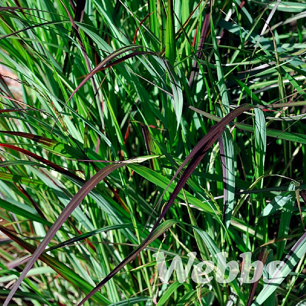Panicum virgatum 'Squaw'