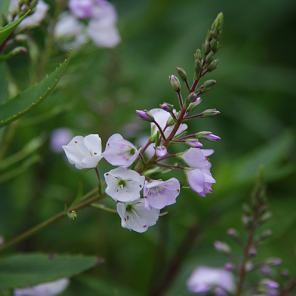 Parahebe 'Pink Avalanche'