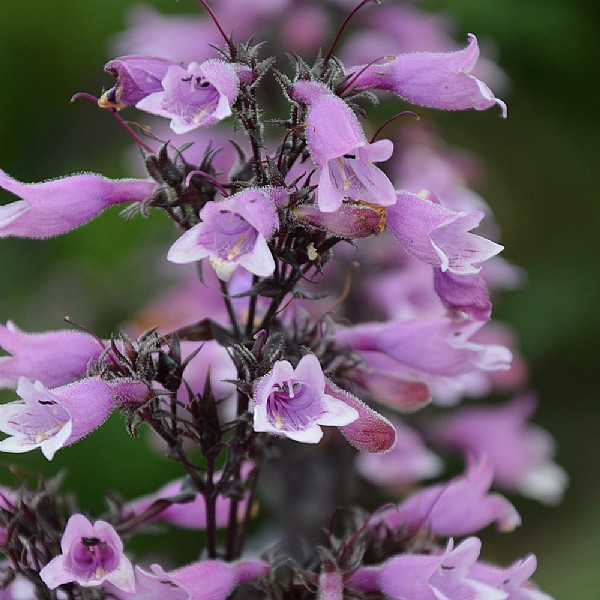 Penstemon 'Dakota Burgundy'