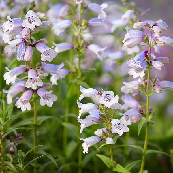 Penstemon 'Sour Grapes'