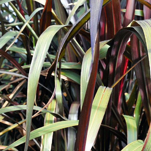 Pennisetum Vertigo'