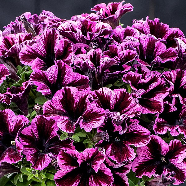 Petunia 'Cosmic Pink'