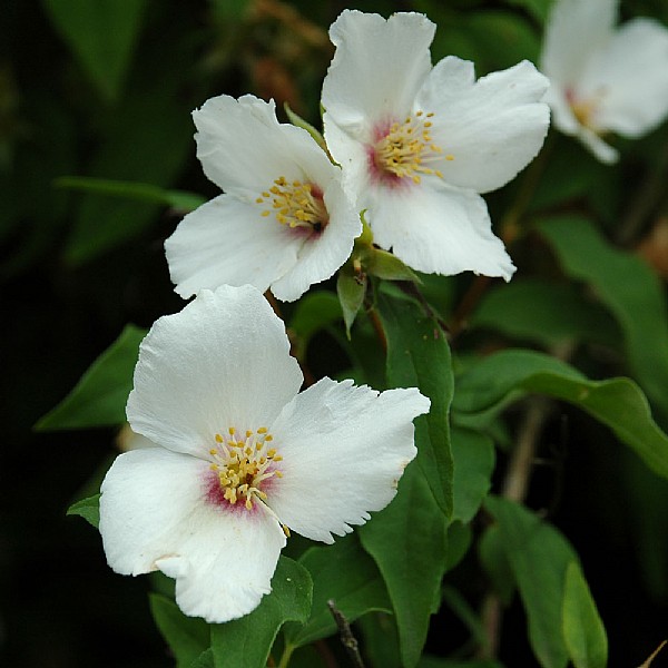 Philadelphus 'Belle Etoile'