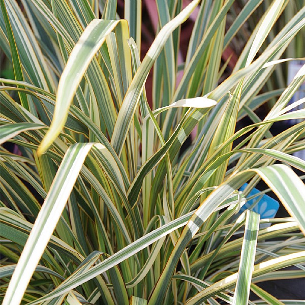 Phormium 'Golden Ray'