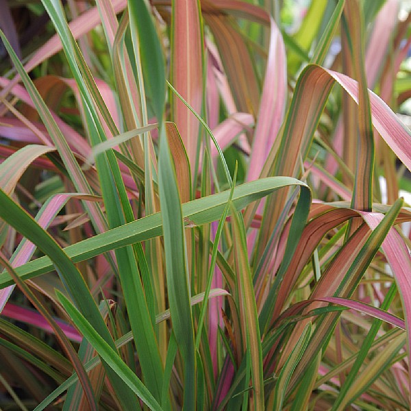 Phormium 'Jester'
