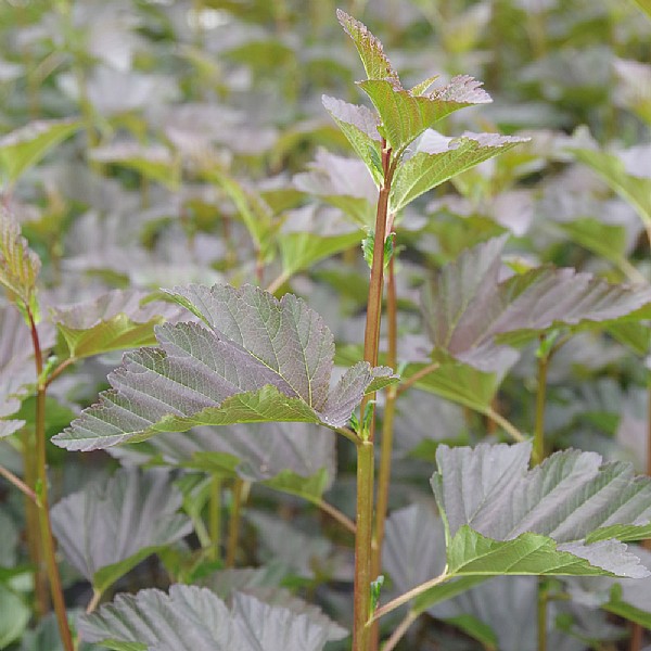 Physocarpus 'Brown Sugar'