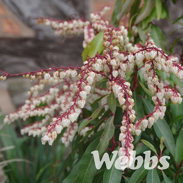 Pieris japonica 'Brouwers Beauty'